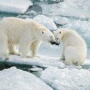 Why do we need to keep records of polar bears in the Kara Sea ?