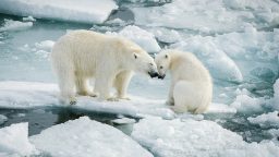 Why do we need to keep records of polar bears in the Kara Sea ?