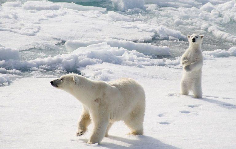 Зачем нужен учёт белых медведей в Карском море
