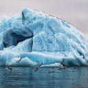 Birds are an essential element of Arctic ecosystems