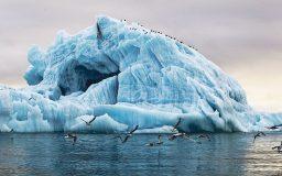 Birds are an essential element of Arctic ecosystems