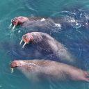 Walrus swim