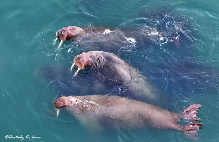 Walrus swim