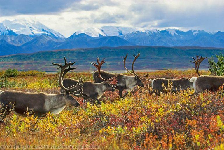 Conservation of Arctic ecosystems requires special attention