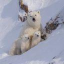 A polar bear with two cubs