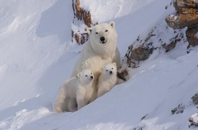 A polar bear with two cubs