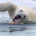 Polar Bear Swim