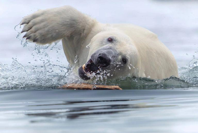 Polar Bear Swim