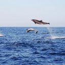 Dolphins like to jump out of the water