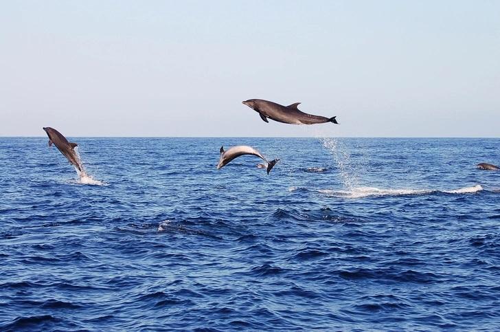 Dolphins like to jump out of the water