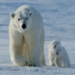 A polar bear with cubs