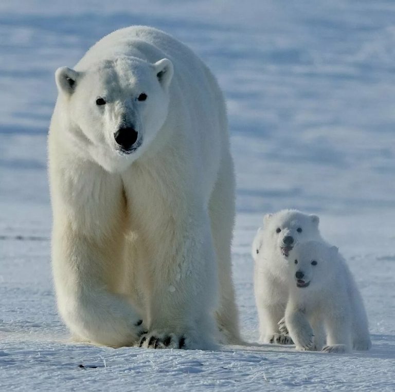 A polar bear with cubs