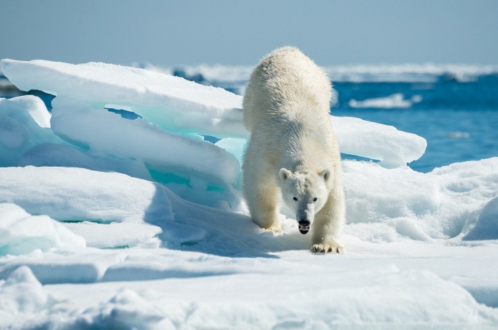 Polar bear in the Arctic