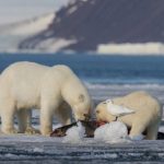 Seagulls accompany polar bears