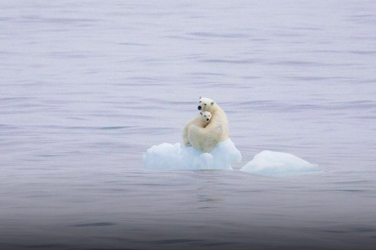 Белый медведь среди льдов Арктики