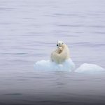 A polar bear among the Arctic ice