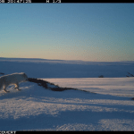 Arctic Fox monitoring in the Arctic