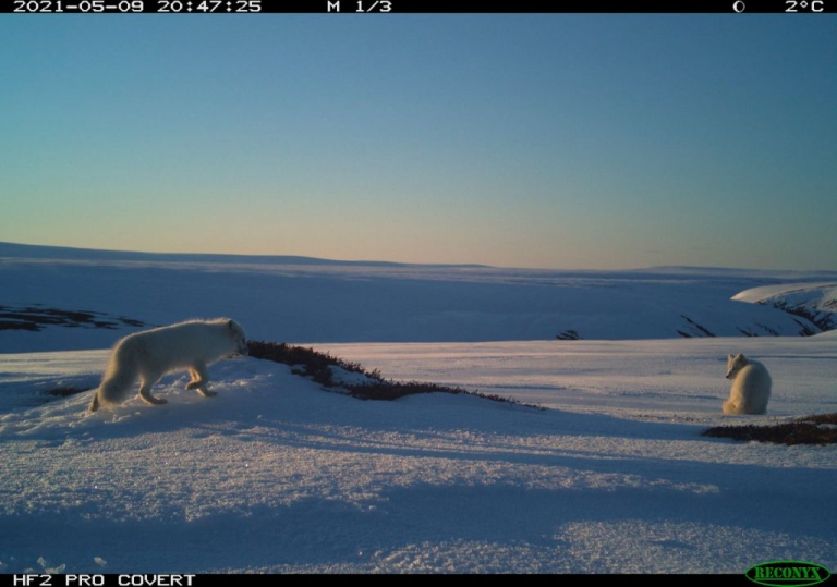 Arctic Fox monitoring in the Arctic