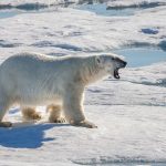 Polar bear hunting in the ice