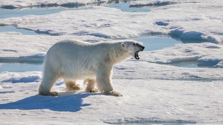 Белый медведь на охоте во льдах
