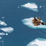 Walruses, whales, bears on Franz Josef Land