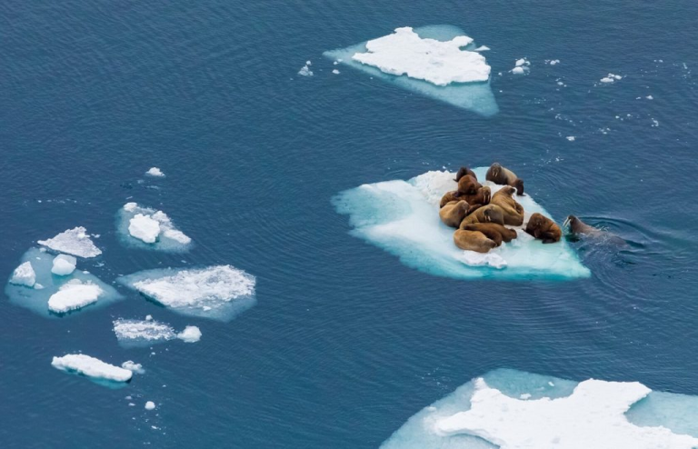 Walruses, whales, bears on Franz Josef Land