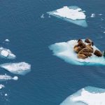 Walruses are travelers on ice floes