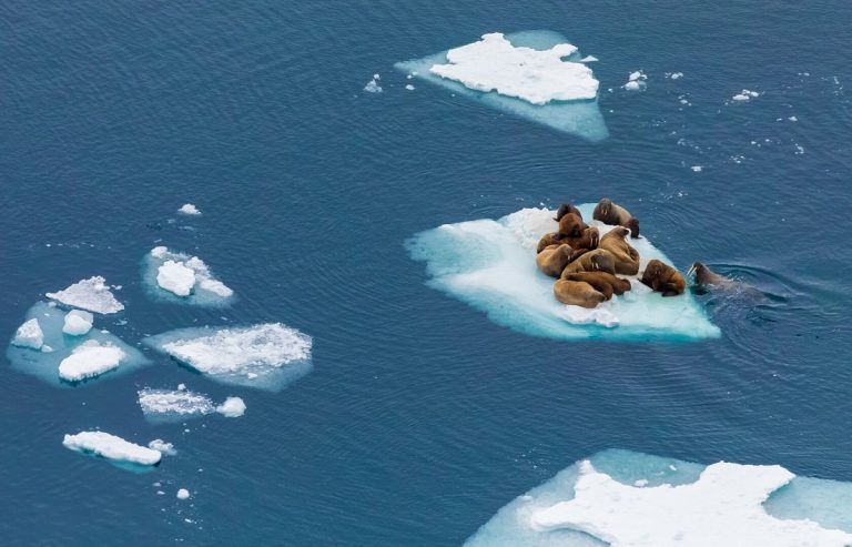 Walruses are travelers on ice floes