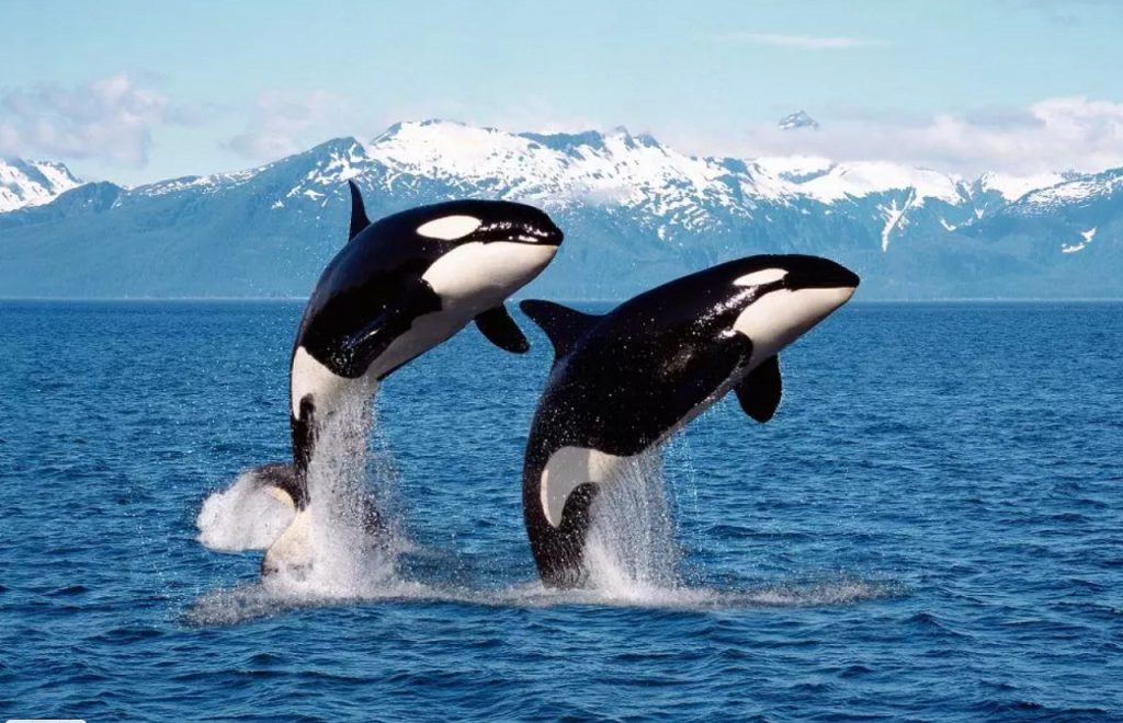 Killer whales are frequent visitors to the Arctic