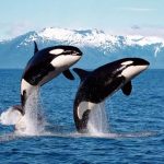 Killer whales are frequent visitors to the Arctic