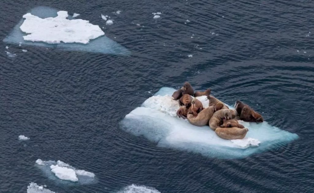 Косатка, белуха, морж - морские животные Арктики