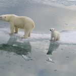 A polar bear among the Arctic ice