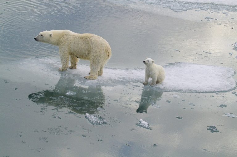 A polar bear among the Arctic ice