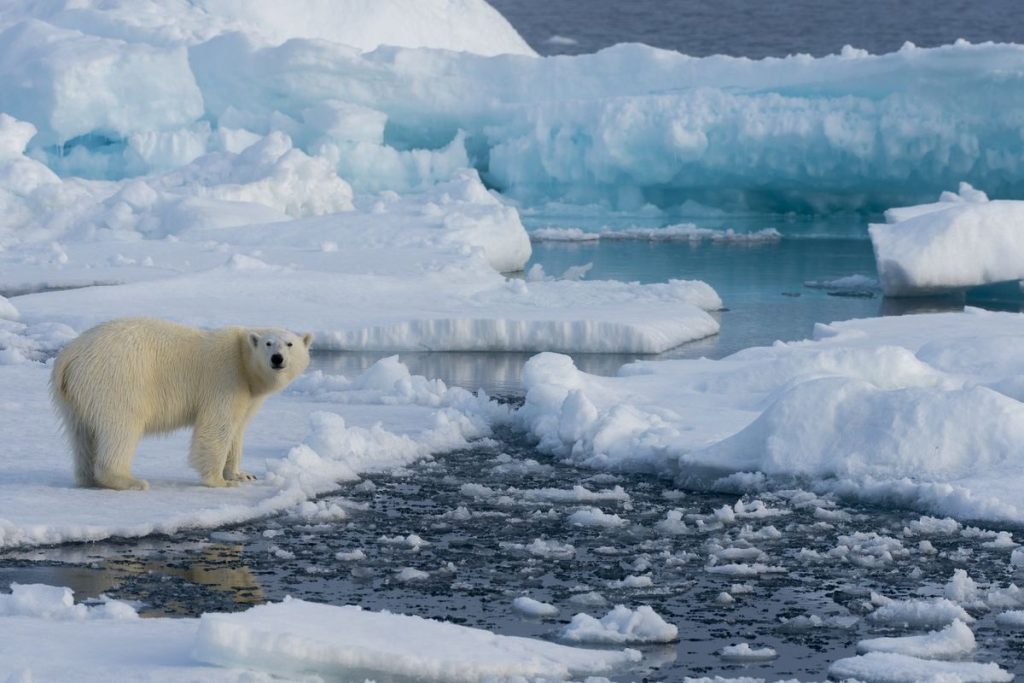 Как важна арктическая экология