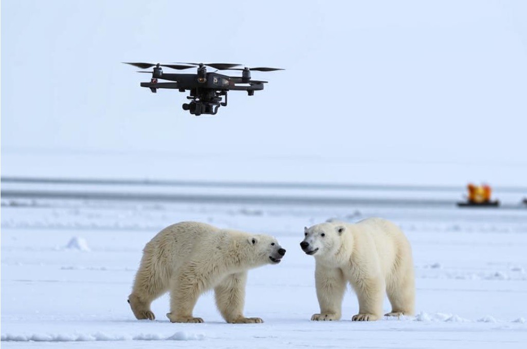 Aerial photography of animals