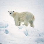 The polar bear is an object of research