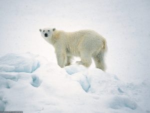 The polar bear is an object of research