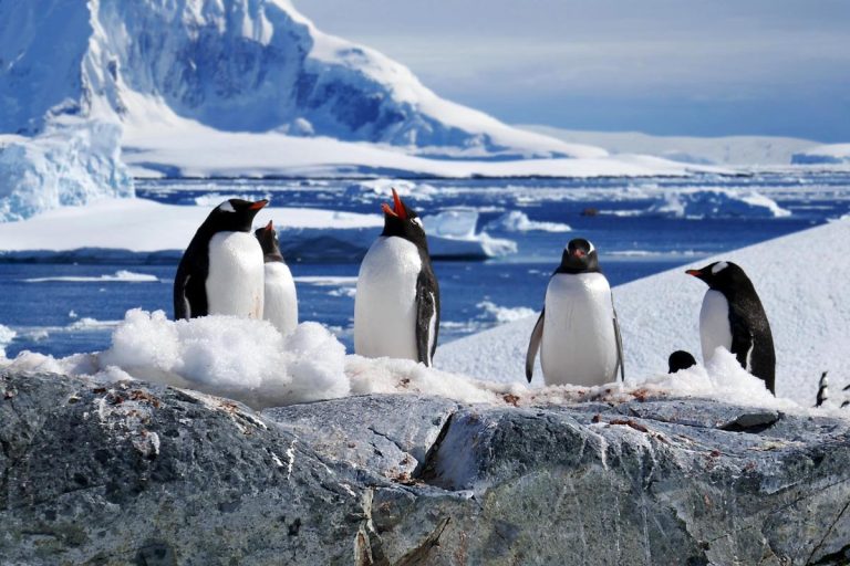 Пингвины - водные птицы
