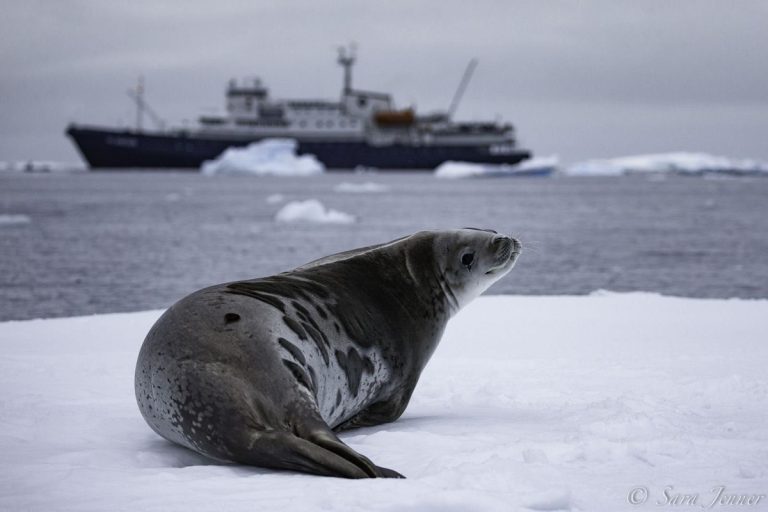 Тюлень Уэделла в Антарктике