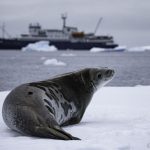 Weddell's seal in Antarctica