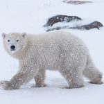 Технологии помогают изучать белых медведей