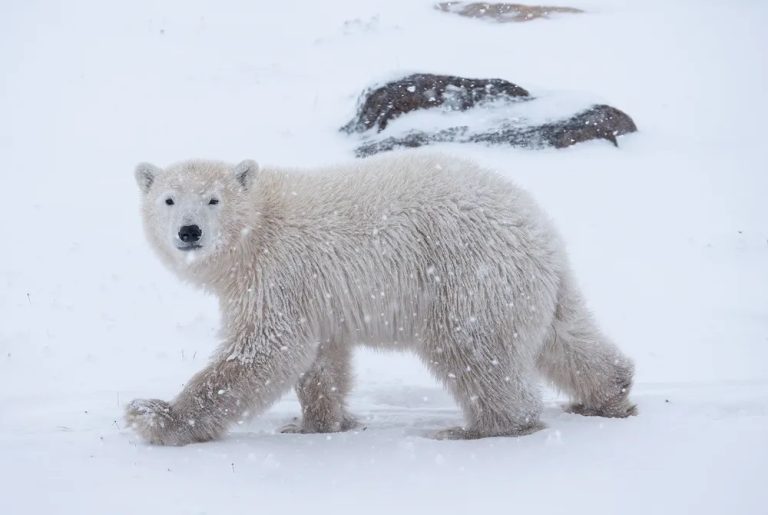 Technology helps to study polar bears