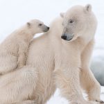 A bear with cubs