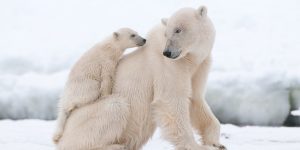 A bear with cubs