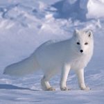 Arctic Fox