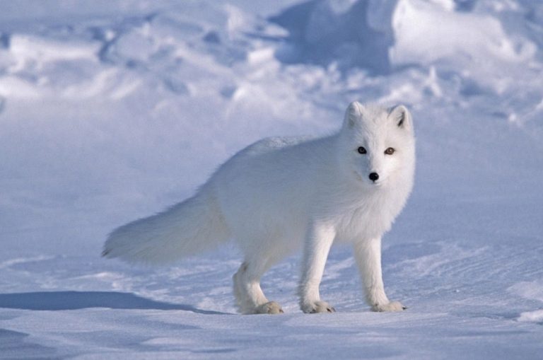 Arctic Fox