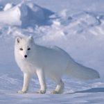 Arctic fox