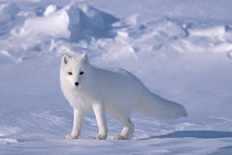 Arctic fox