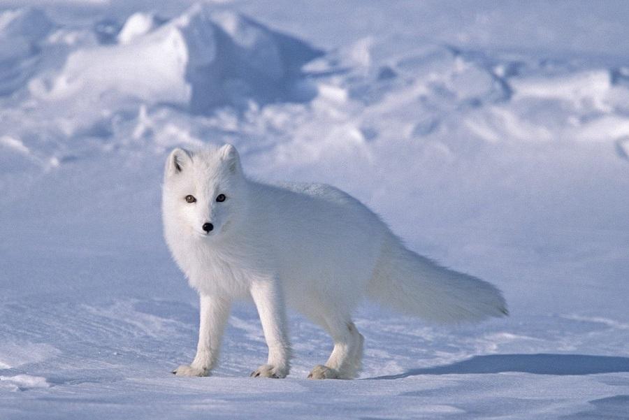 Arctic Fox — facts and features of adaptation