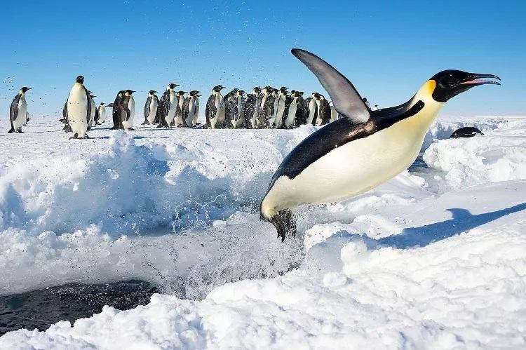 Amazing facts about Antarctica